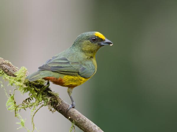 <h3><a href="/trips/costa-rica/biota/animalia/chordata/aves/040 passeriformes/121 fringillidae/euphonia gouldi/euphonia gouldi-nl.html">Euphonia&nbsp;gouldi</a> / Olive‑backed&nbsp;euphonia / Olijfrugorganist</h3>OM-1 met M.300mm F4.0 + MC-14, 1/800 sec  bij F5.6, ISO 1250, afstand 5.65&nbsp;m